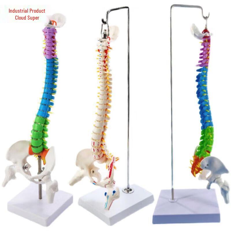 45CM Colorful Anatomical Human Spine Model