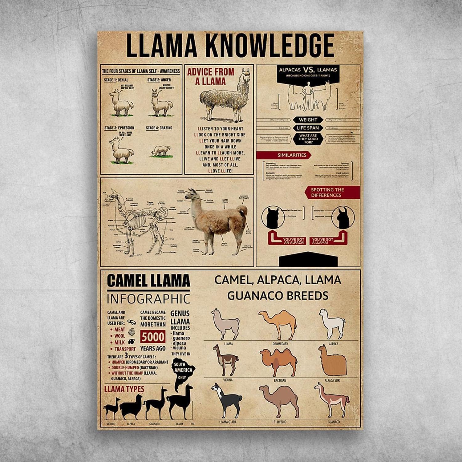 

Retro Metal Tin Sign Llama Knowledge Poster Llama Infographic Poster Alpaca Llama Guanaco Breeds Postealuminum 20x30cm（7.8x11.8inch）