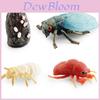 Realistic Mini Insect Set Featuring Grasshopper Bee Spider Life Cycle Models For Learning