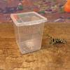 Transparent Household Insect Feeding Box Hatching Tank Reptile Habitat Lizard Living Box