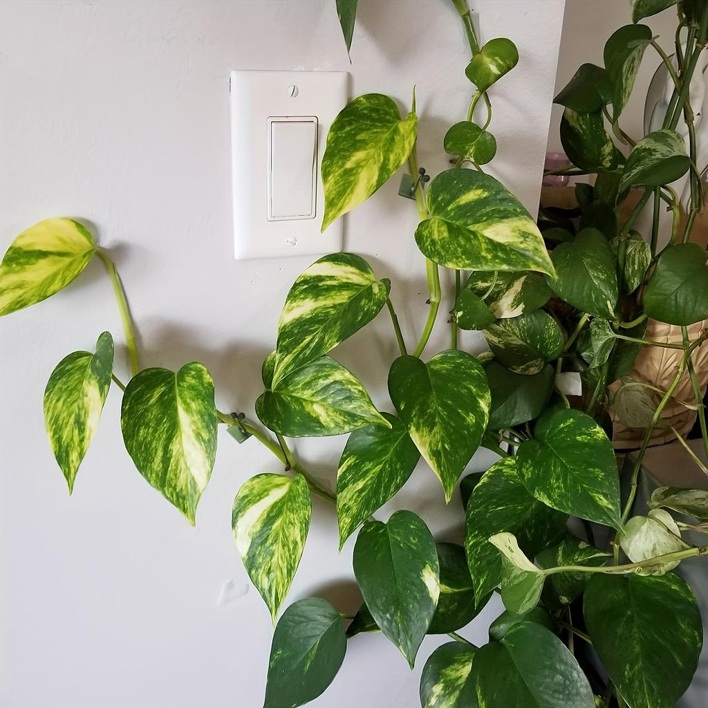 10/20pcs Self-Adhesive Plant Climbing Wall Clips for Vines, Indoor/Outdoor Decoration, Invisible Wire Fixing, Garden Wall Clip Support