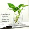 Modern Minimalist Hydroponic Glass Vase for Pothos & Green Plants - Living Room Desk Decor