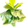 Ficus Pandurata Hance Faux Greenery With Realistic Leaves For Office And Living Room