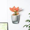 Multi-Color Wall Hanging Flowerpot Self-Absorbent Flowerpot Living Room Pot Pot