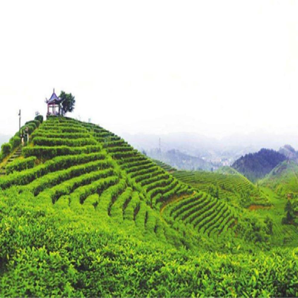 20g Dried Loose Lotus Leaf Tea Flower Herbal Tea Chinees Slimming Tea Green Food