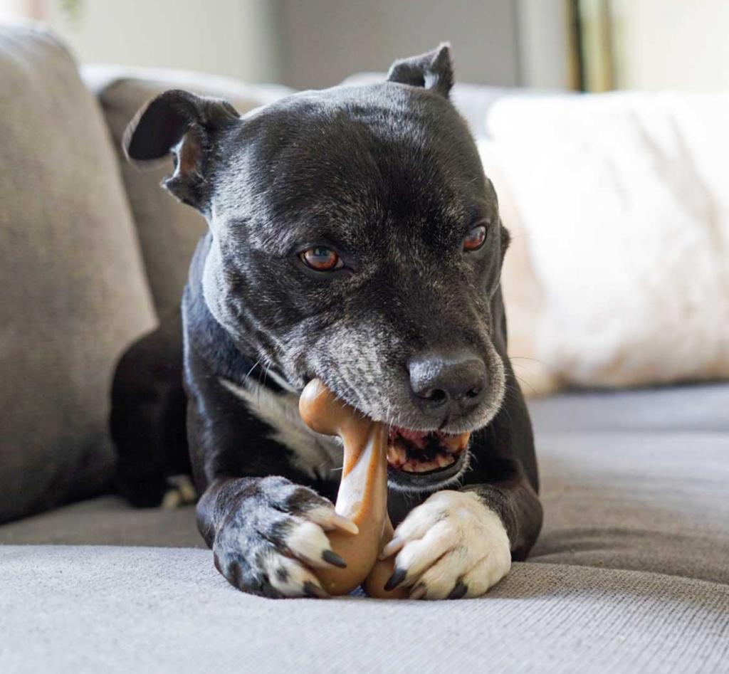 Strong Safety Durable Interactive TPR Nylon Cleaning Beef Flavor Dog Bone Toy Dog Toothbrush Toy Pet Suppliers