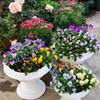 2Pcs Roman Column Flower Pots – White Plastic Wedding Pedestal Planters for Aisle & Event Decoration