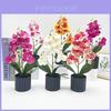 Phalaenopsis Aphrodite Rchb Artificial Plant For Wedding Home Decor And Photography