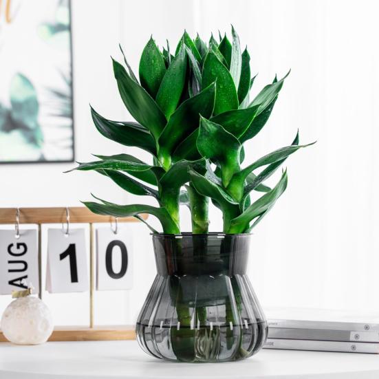 Self-watering Flowerpot with Self-absorbing Cotton Rope Creative Plastic Plant Pot Indoor