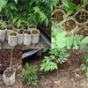 100Pcs Non Woven Nursery Bags Gardening Seedling Growing Bag Flower Plant Vegetable Seedling Cultivation Planter Ventilate Bags