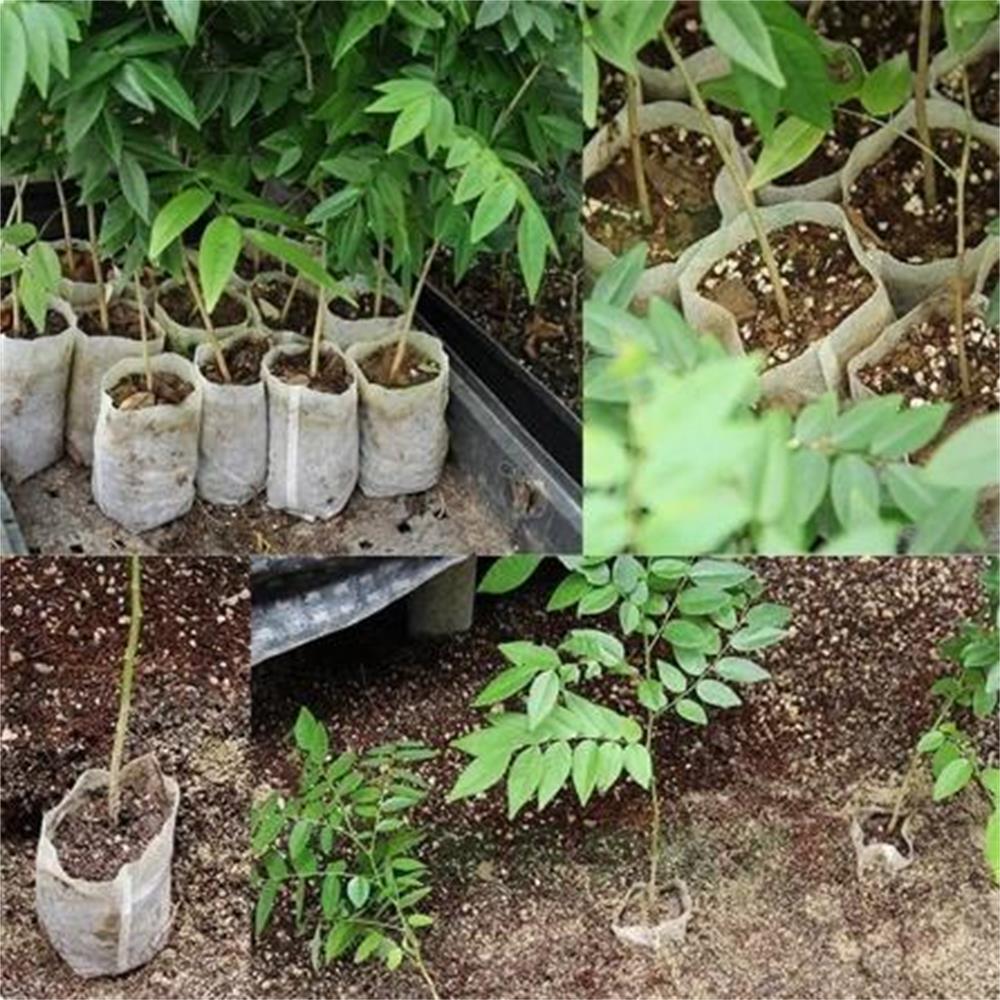 100Pcs Non Woven Nursery Bags Gardening Seedling Growing Bag Flower Plant Vegetable Seedling Cultivation Planter Ventilate Bags