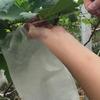 100Pcs Drawstring Style Grape Protect Bag Fruit Protection Bags Mesh Bag Against Insect Pouch Waterp Mini Greenhouse