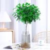 Hydroponic Fragrant Wood Indoor Plant | Insect & Mosquito Repellent | Evergreen Year-Round Desktop Decor