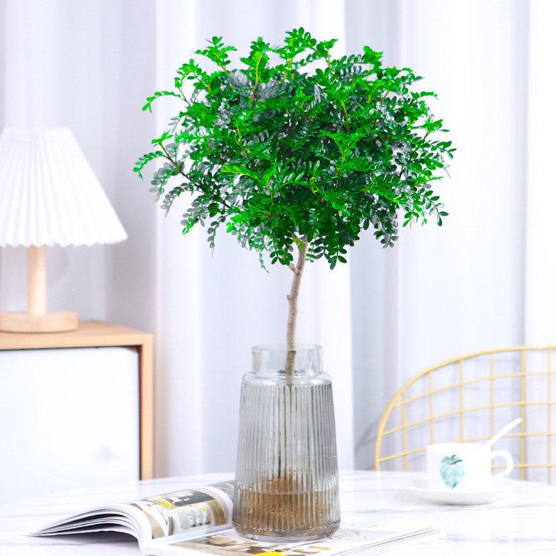 Hydroponic Fragrant Wood Indoor Plant | Insect & Mosquito Repellent | Evergreen Year-Round Desktop Decor