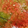 Artificial Leaves Plastic Seaweed Simulated Plant Home House Garden Decor(Orange Seaweed)