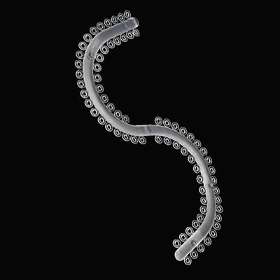 Forma S Legature Separatrici Orale Separatori Elastici Anello di Gomma Circolare 10 bastoncini Trasparenti