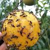 Capcan pentru Musculița de Fructe 1 Bucată Fără Chimicale Sigur Prinzător de Insecte Zburătoare Sferic pentru Casă Bucătărie Grădină Curte Controlul Dăunătorilor