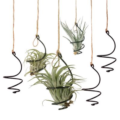 6 Pcs Air Plant Holder Metal Hanging Tillandsia Container Adjustable Swirl Air