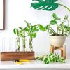 Transparent Glass Hydroponic Plants Container Wooden Stand Glass Tube Vases  Weddings
