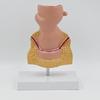 Human Pathologies of Rectum Model Human Rectum Model Human Anatomical Model Easy to Use Medicals Teaching Aid