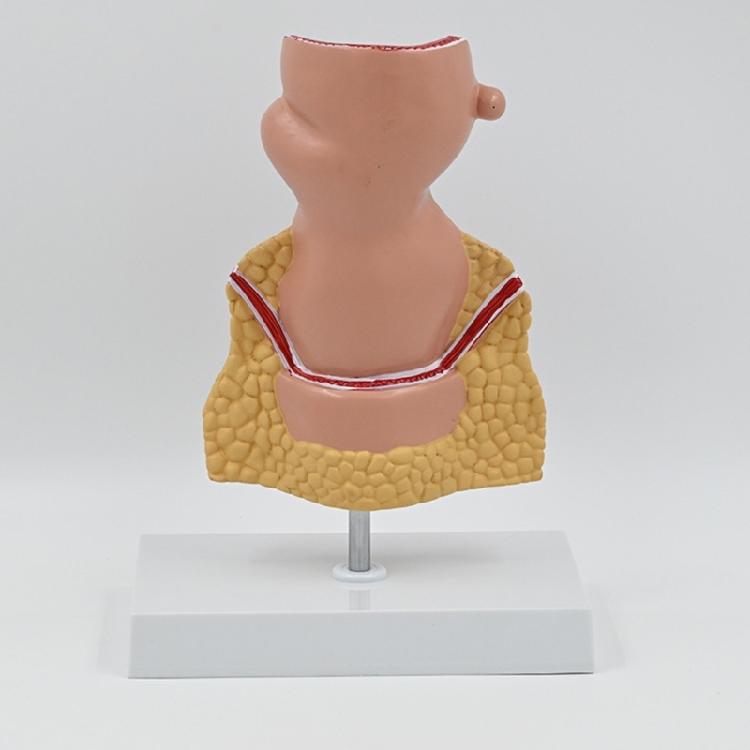 Human Pathologies of Rectum Model Human Rectum Model Human Anatomical Model Easy to Use Medicals Teaching Aid