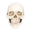 Animal Skull Model Skull Decoration Ornament Resin Craftwork Halloween Props for Home Party Decor