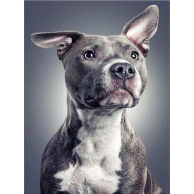 Pittura diamante pieno 5D fai da te cucciolo grigio ricamo diamante punto croce completo decorazioni per la casa regalo fatto a mano