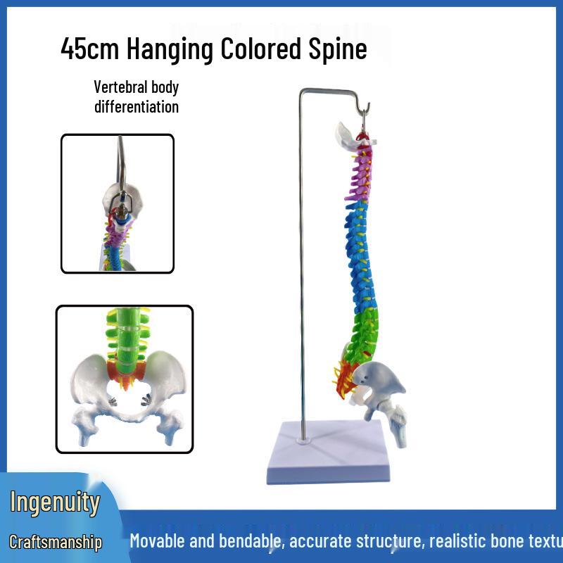 45CM Colorful Spine Model: Vertebral Column with Pelvis, Femur, Coccyx, Lumbar, Cervical Vertebrae for Chiropractic Use
