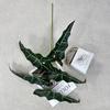 Alocasia Simulated Plant Odora Mall Hotel Courtyard Green Decoration Plant