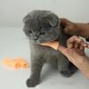 3pcs/set Mini Pet Finger Puppet Soft Cat Finger Fidget Creative Cat Finger Sleeve Cat Props