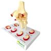 ENOVO Medical Functional Knee Joint Model
