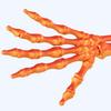 3D Printed Halloween Skeleton Hand Realistic Looking Widely Used Fake Human Hand Party Terror Scary Props Decoration