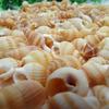 100PCS Přírodní lastury Akvarijní dekorace party festival Home Decor Přírodní mořské lastury Plážové lastury Lastury pro kutily
