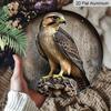 2D Flat Aluminum Eagle-Themed Wall Decor 7.87 Inches X 7.87 Inches Perfect for Farmhouses, Bars, Cafes, Parties, Front Doors, Porches, Indoor and