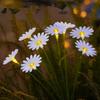 LED Solar Lamp Solar Daisy Lights Ground Plug Simulation Flower Solar Landscape Lights Solar Powered 6/8/10 LED