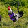  Chicken Rope With Leash And Matching Belt,Comfortable Hen Pet Vest