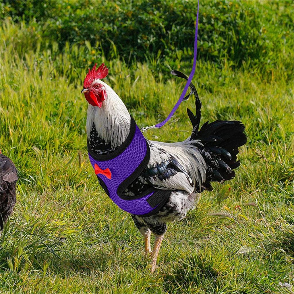  Chicken Rope With Leash And Matching Belt,Comfortable Hen Pet Vest