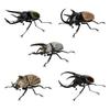 Beetle Insect Model Articulated Realistic 10 Joints Desktop Decor Ornament Chalcosoma Chiron Dynastes Grantii