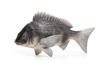 [Nekogamiyama] Black Porgy, Black Snapper, Black Porgy, Sea Fish Figurine, Model, Miniature, Ornament, Interior Decor, Collectible Model