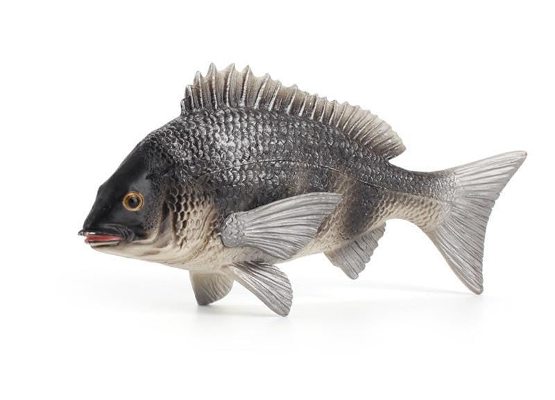 

[Nekogamiyama] Black Porgy, Black Snapper, Black Porgy, Sea Fish Figurine, Model, Miniature, Ornament, Interior Decor, Collectible Model
