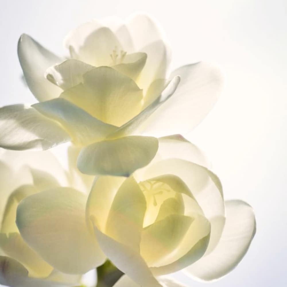 Nesh Soy Biome Protein Repair Treatment 250ml x 2