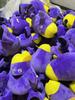 Pikmin 4 Ice Pikmin Plush Toy - All Star Series Doll