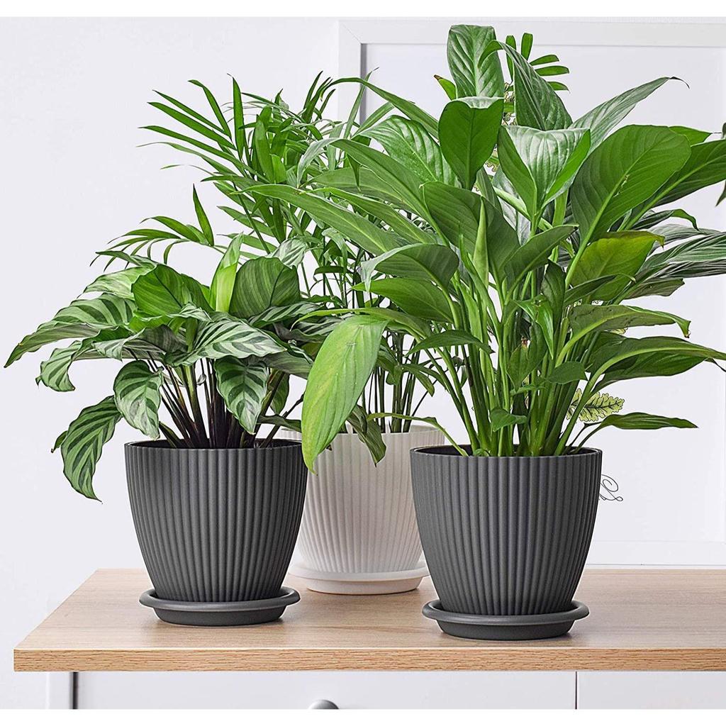 Plastic Round Flower Pots with Tray for Home Planters, Terrace, Garden Etc | Pack of 05 | Dark Grey | Size 6.5 Inch | for Home Indoor & Outdoor