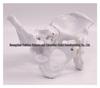 Female Pelvic Muscle and Pelvic Floor Model for Midwifery and Childbirth Education