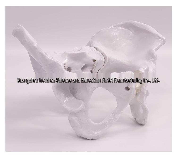 Female Pelvic Muscle and Pelvic Floor Model for Midwifery and Childbirth Education