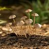 1/5/6/8/10Pcs Wrought Iron Mushroom Decoration Set Lightweight Stable Structure Desk Ornament Garden Home Decor