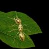 Ant Ornament Polished Alloy Golden Ant Sculpture Vintage Style Ant Statue for Home Office Garden Decoration