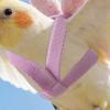 Bird Flight Harness with Leash Adjustable Parrot Flying Harness Cute Angel Wings Harness for Parrots Pigeons Lovebird Budgerigar Cockatiel