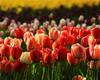 RUOPOTY DIY Frame Oil Painting By Numbers Tulip Flower Home Decor Acrylic Home Decor On Canvas Wall Art Picture For Living Room