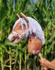 Hobby Horse Large Premium Stick Horse - Piebald Tobiano with White Mane A3